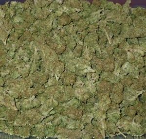 buy ak-47 weed strain